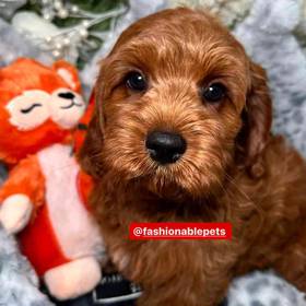 Cavapoo