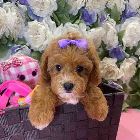 Cavapoo 2nd Generation