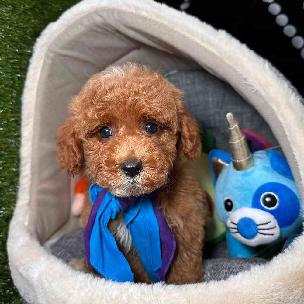 carousel pet images