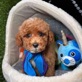 Poodle
