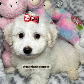 Bichon Frise
