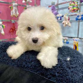 Eskipoo