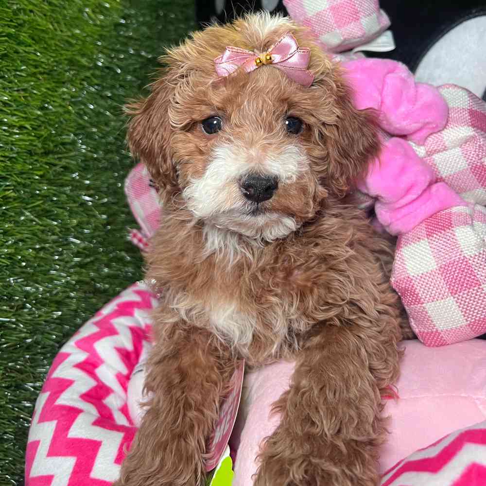 carousel pet images