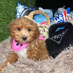 Cavapoo