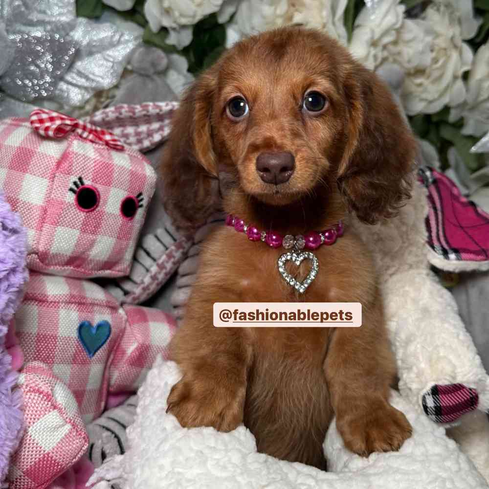 carousel pet images