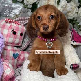 Dachshund