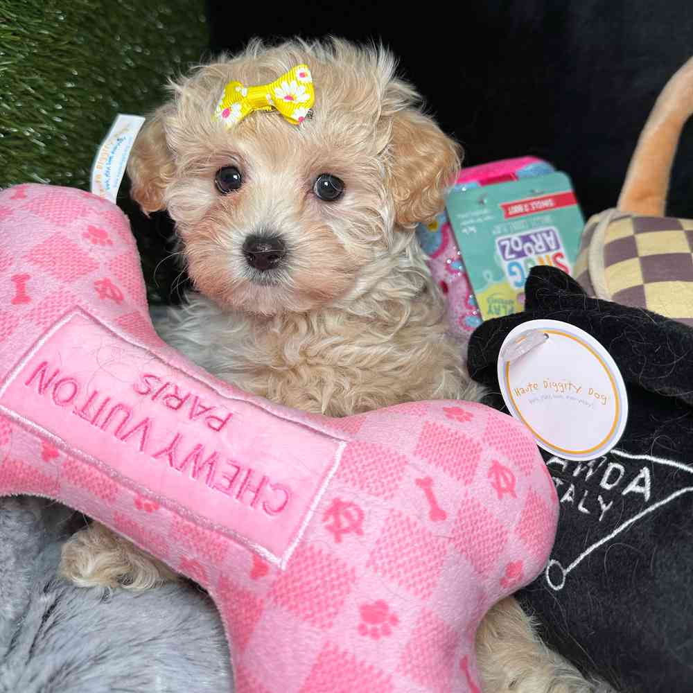 pet breed image