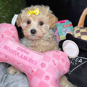 Maltipoo