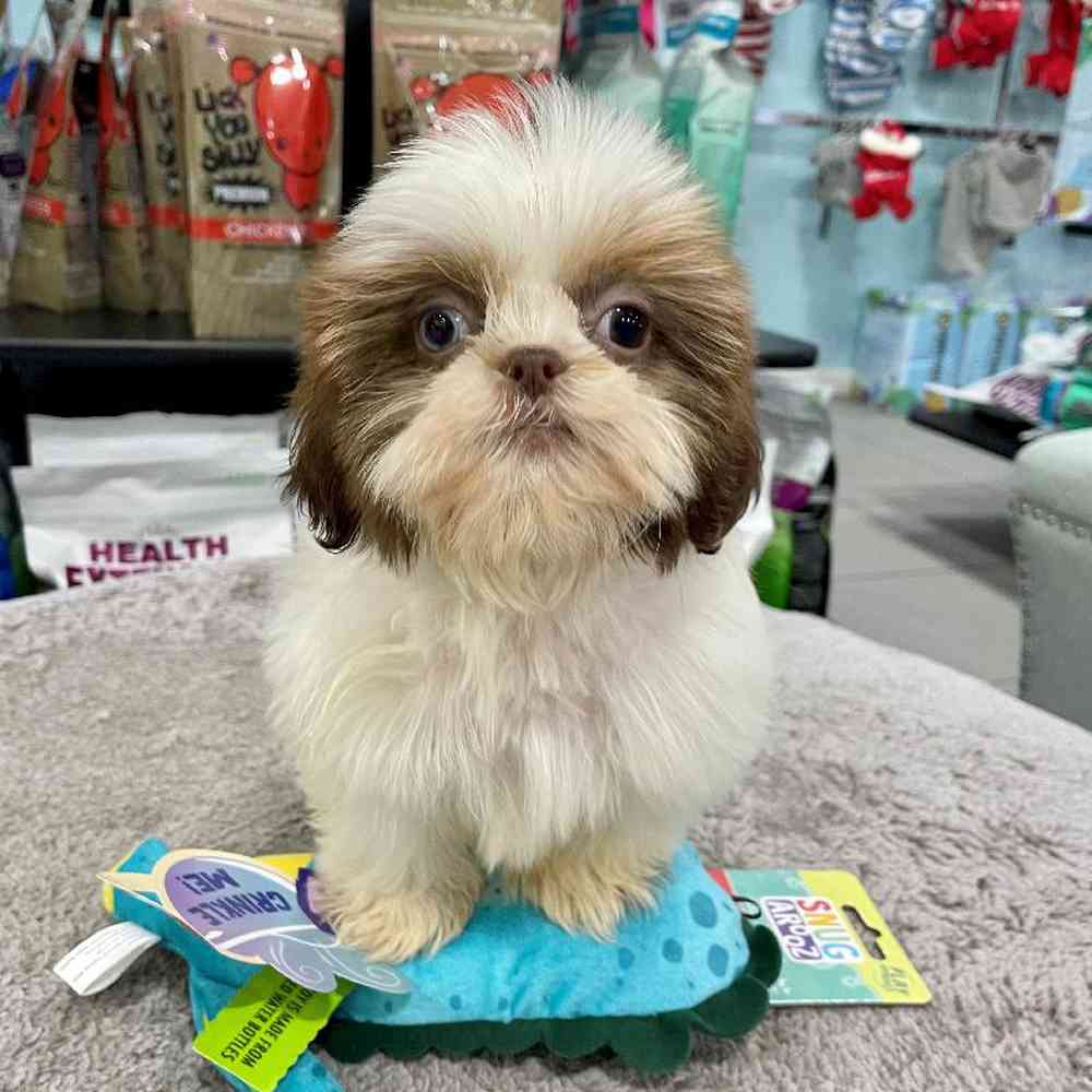 carousel pet images
