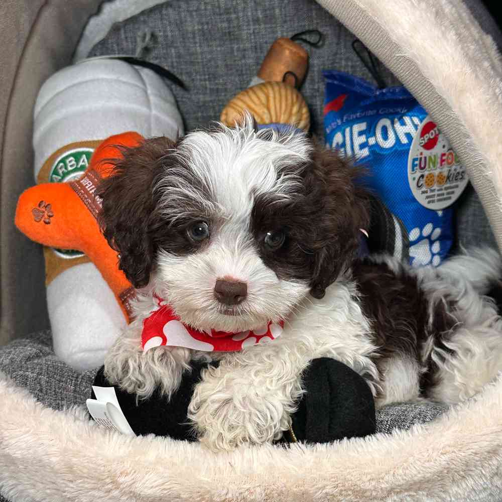 Image of a pet breed in the gallery