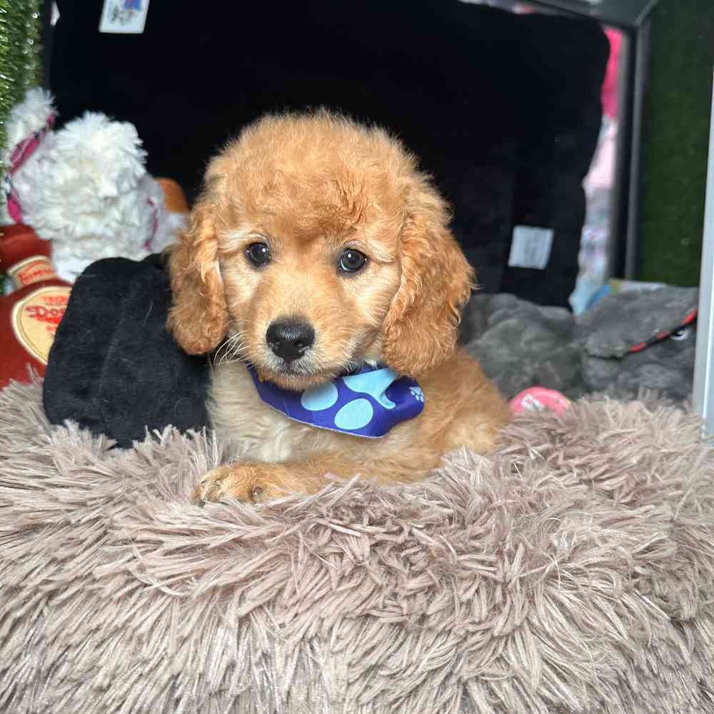 carousel pet images