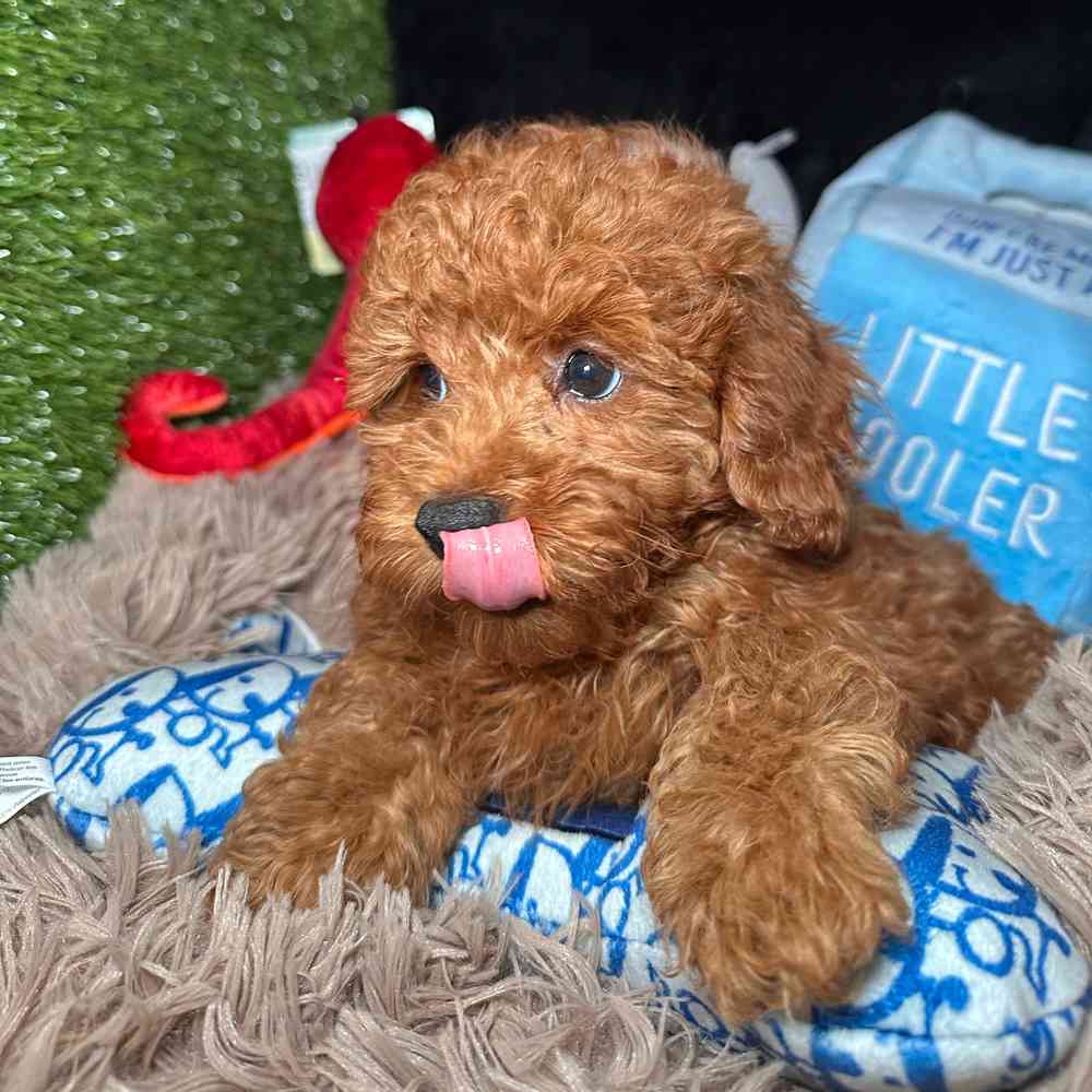 carousel pet images
