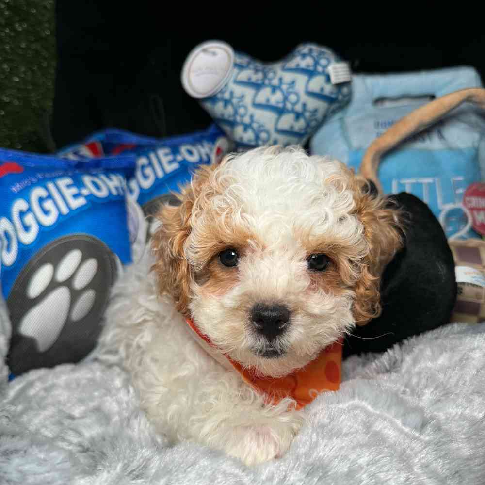 carousel pet images