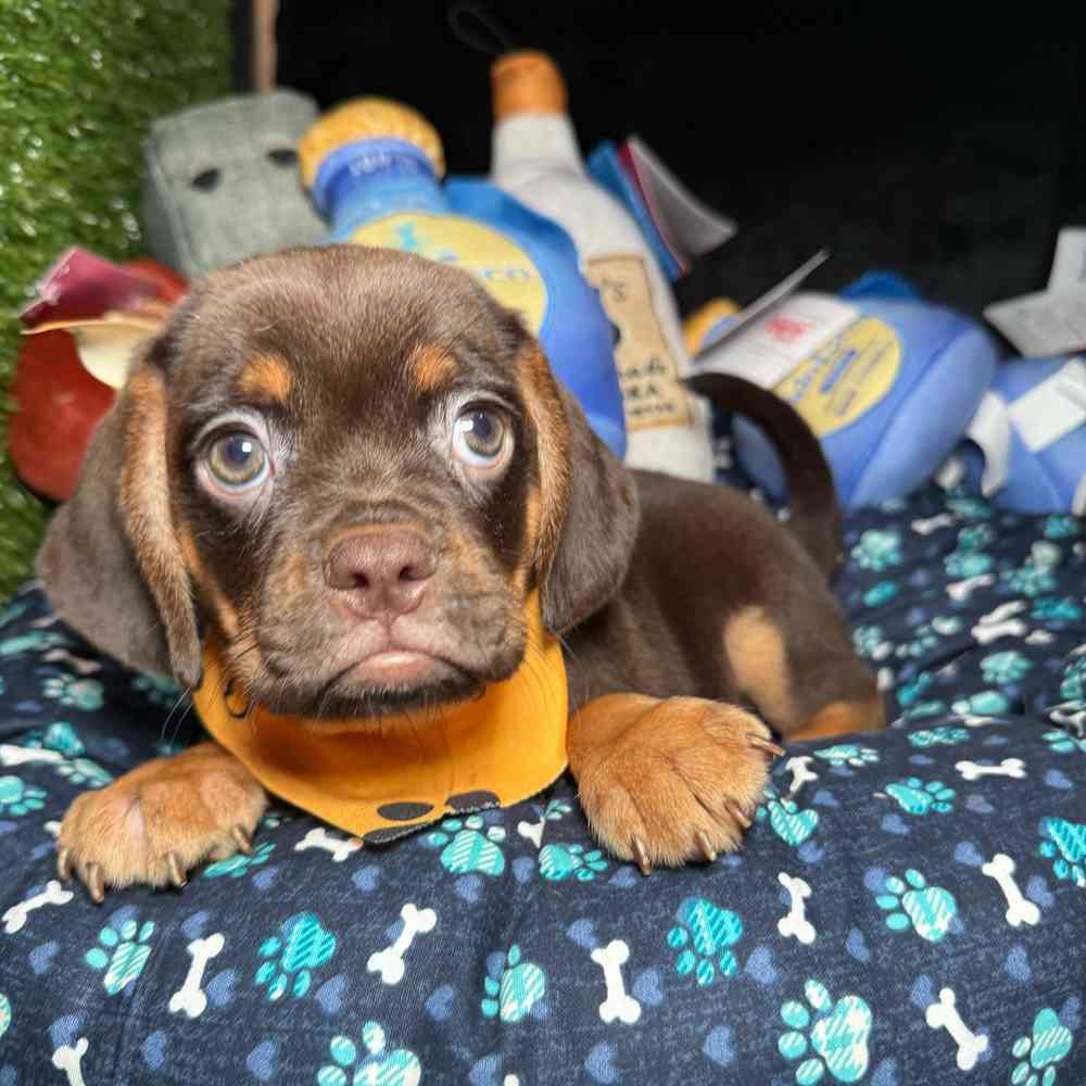 pet breed image