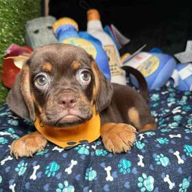 Puggle