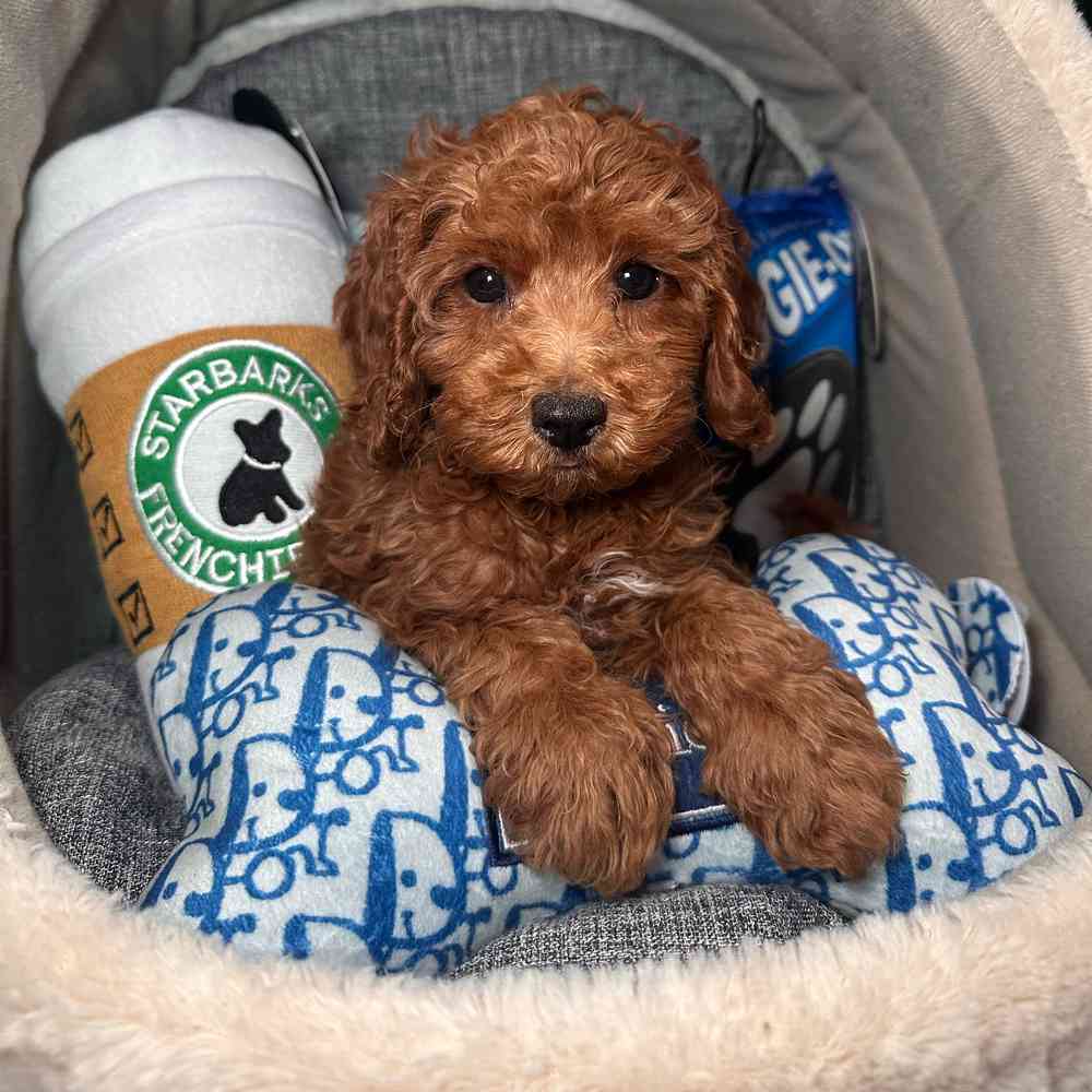 carousel pet images