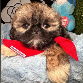 Shih Tzu