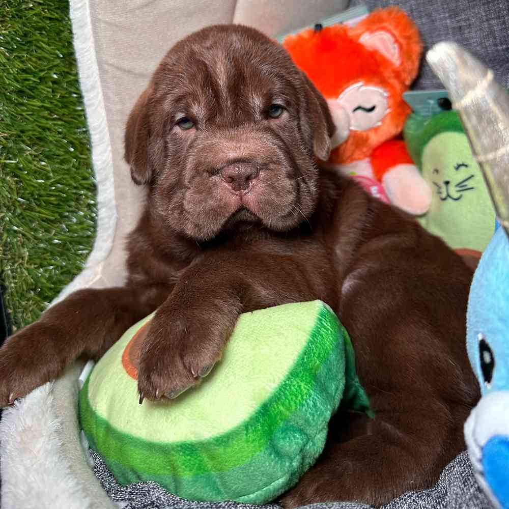 carousel pet images