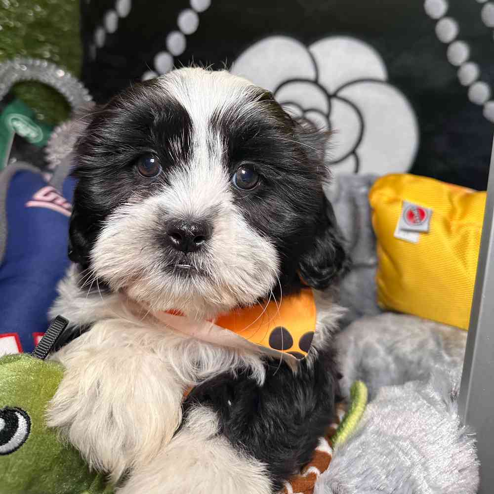 carousel pet images