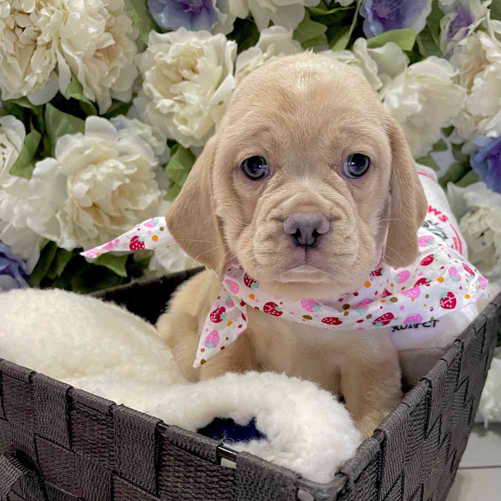 carousel pet images