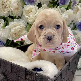 Puggle