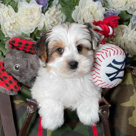 Yorkshire Terrier