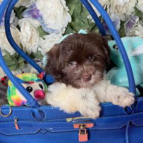 Havanese