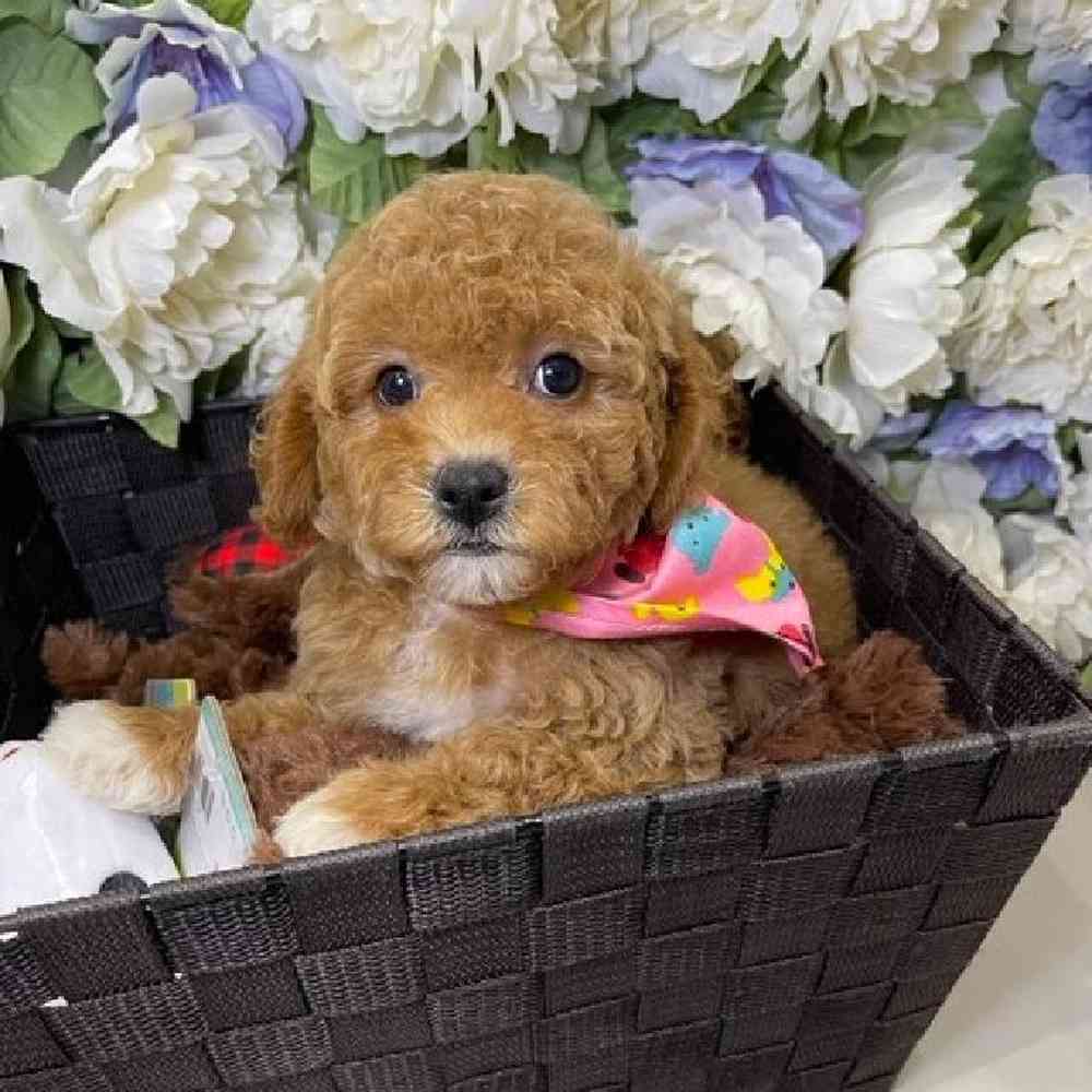 carousel pet images