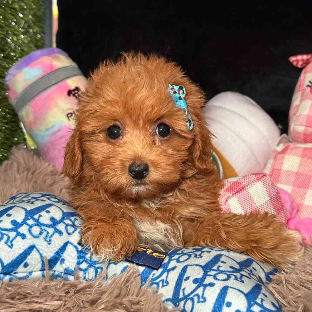 carousel pet images