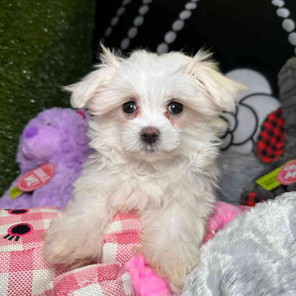 carousel pet images