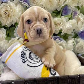 Puggle