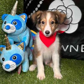 Sheltie