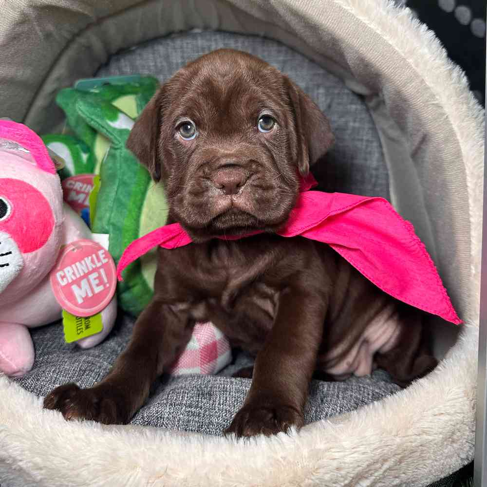 carousel pet images