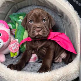 Mini Hippo
