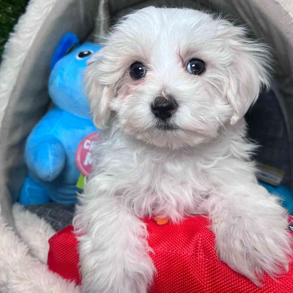 carousel pet images