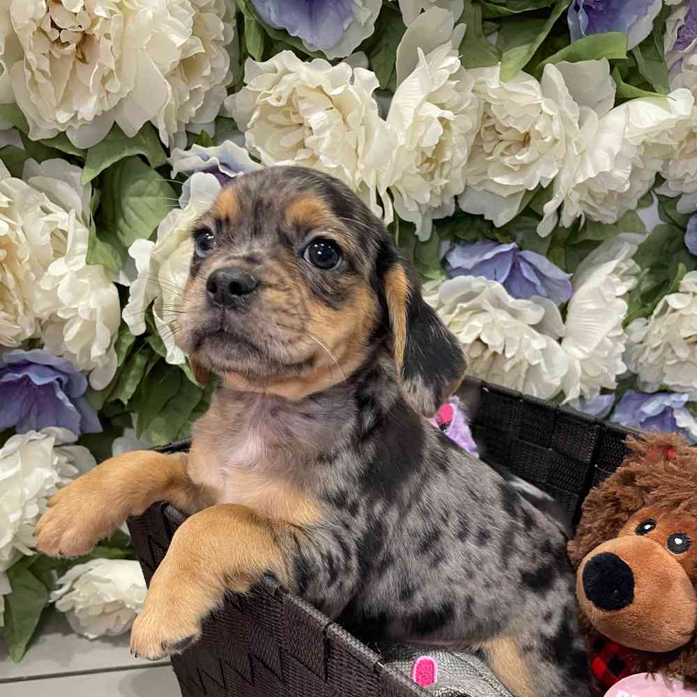carousel pet images