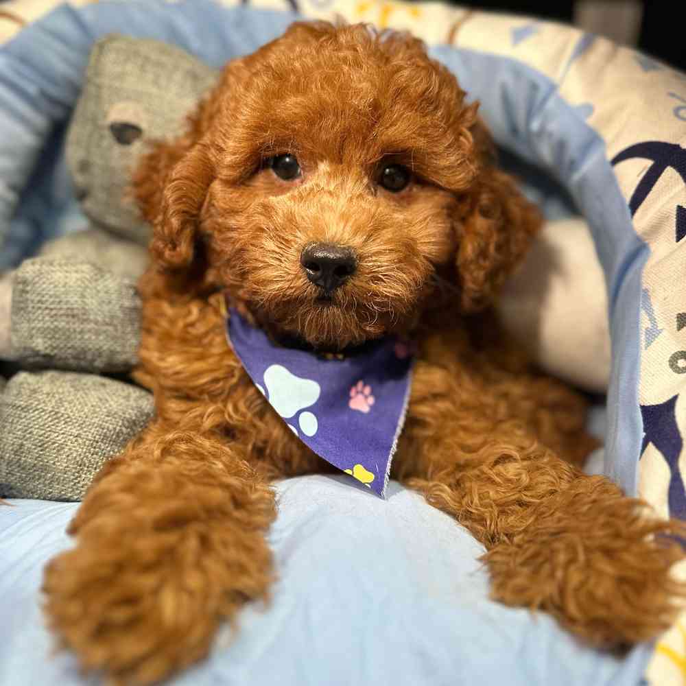 pet breed image