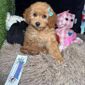 Mini Goldendoodle 2nd Gen
