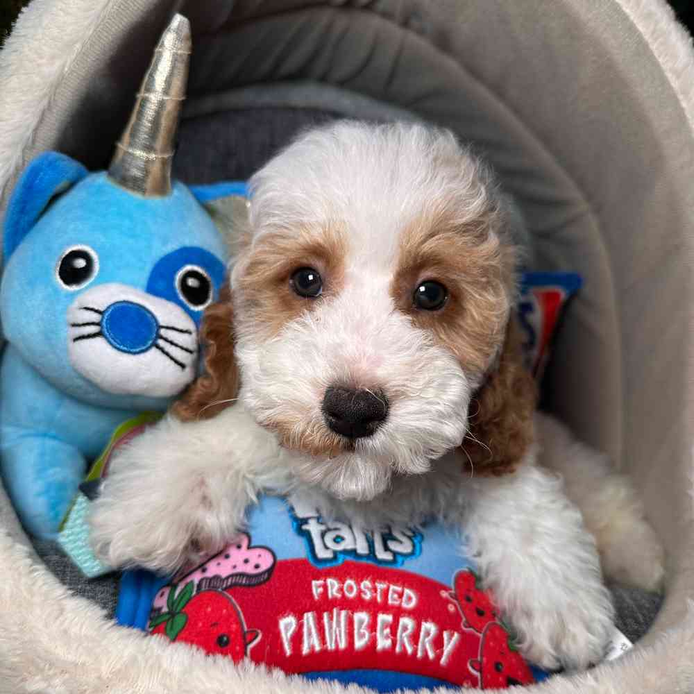 carousel pet images