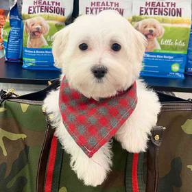 Maltese