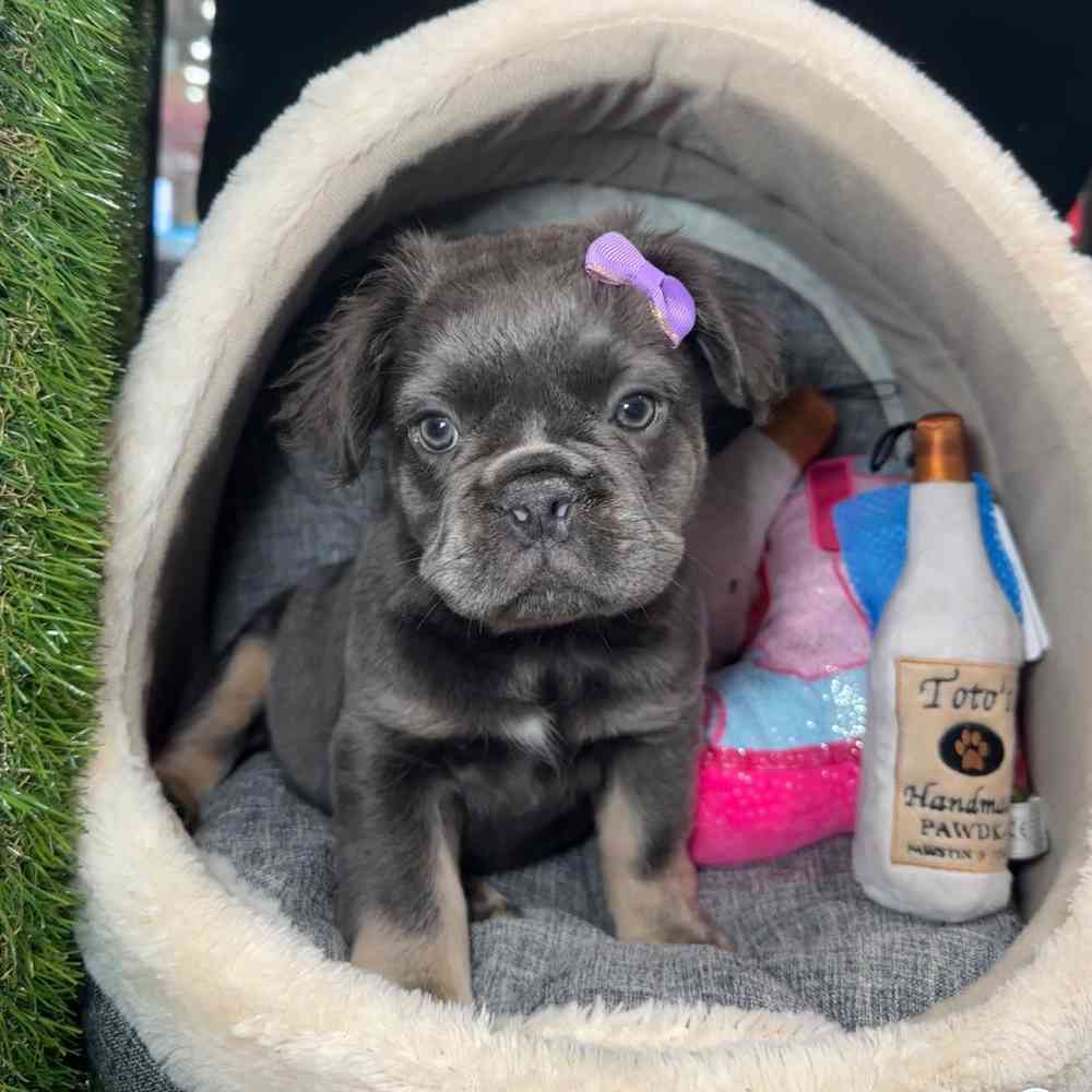pet breed image