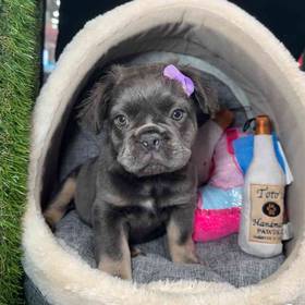 French Bulldog