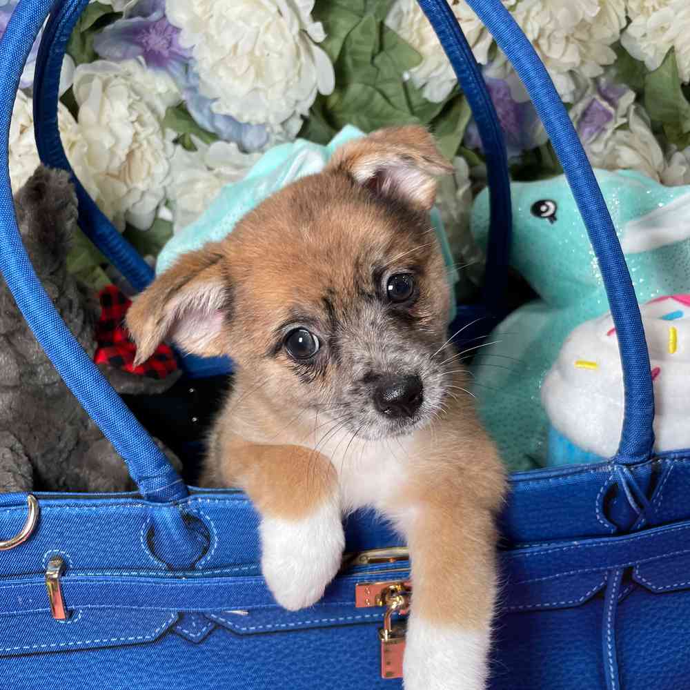 carousel pet images