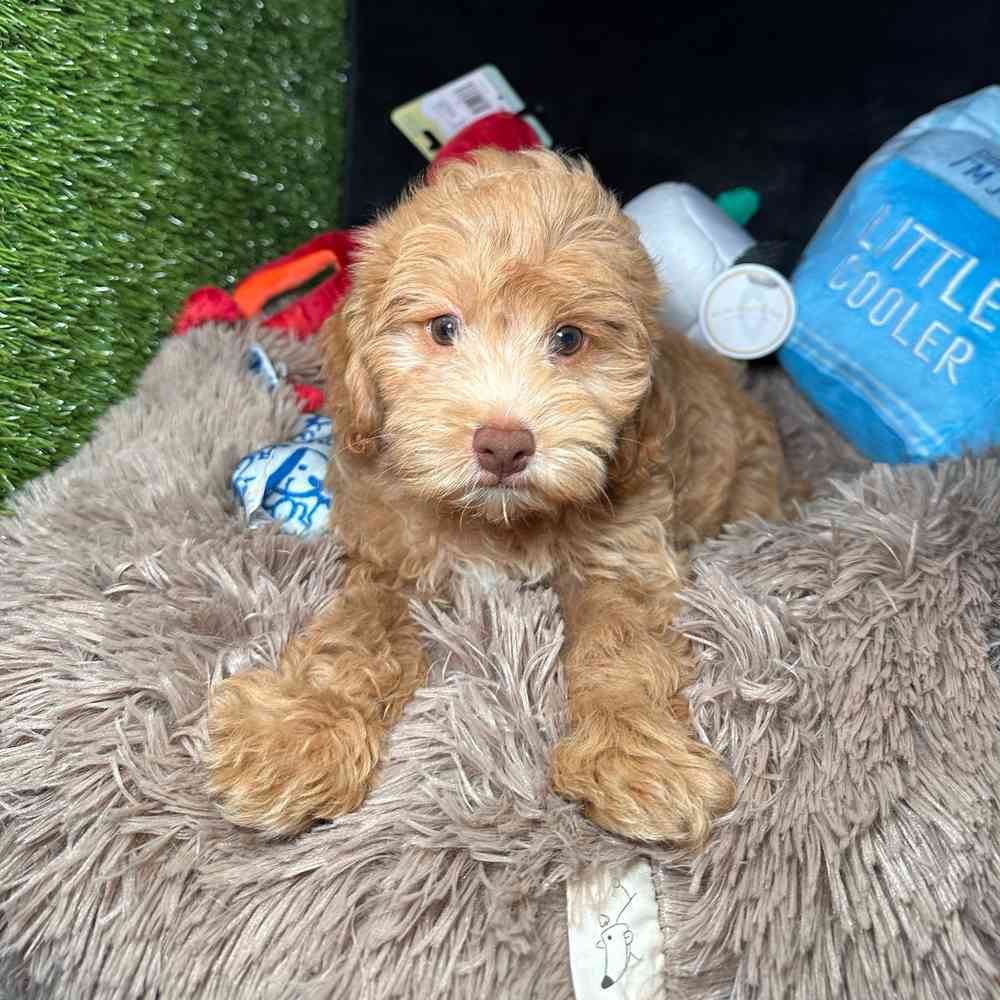 pet breed image