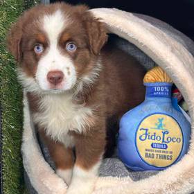 Mini Aussie