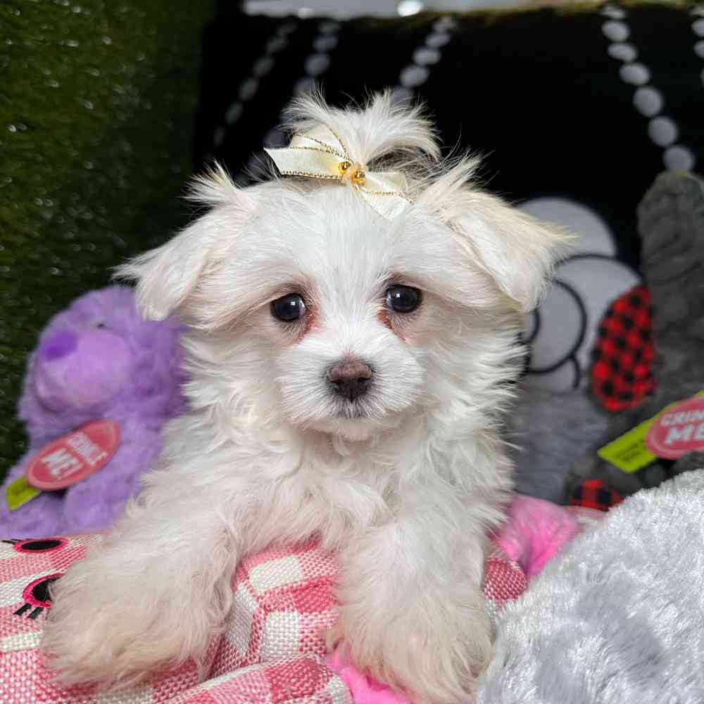 Image of a pet breed in the gallery
