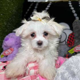 Maltese