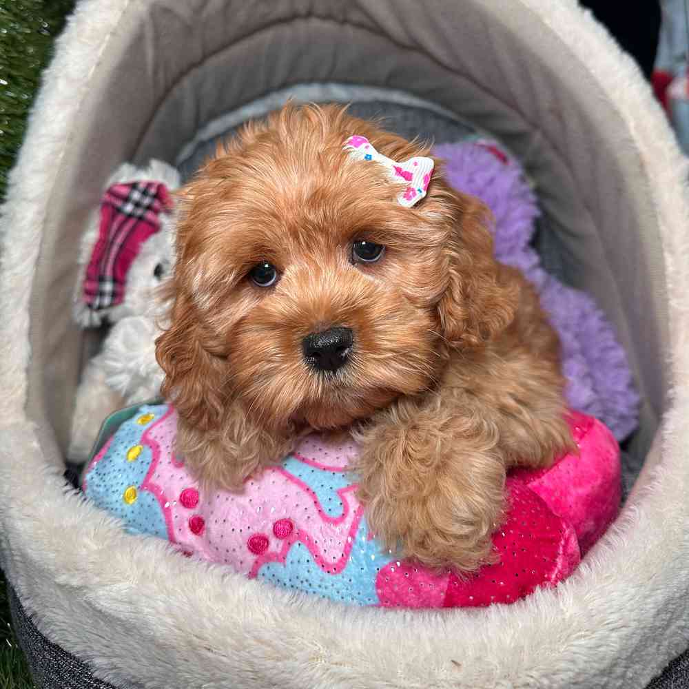 carousel pet images