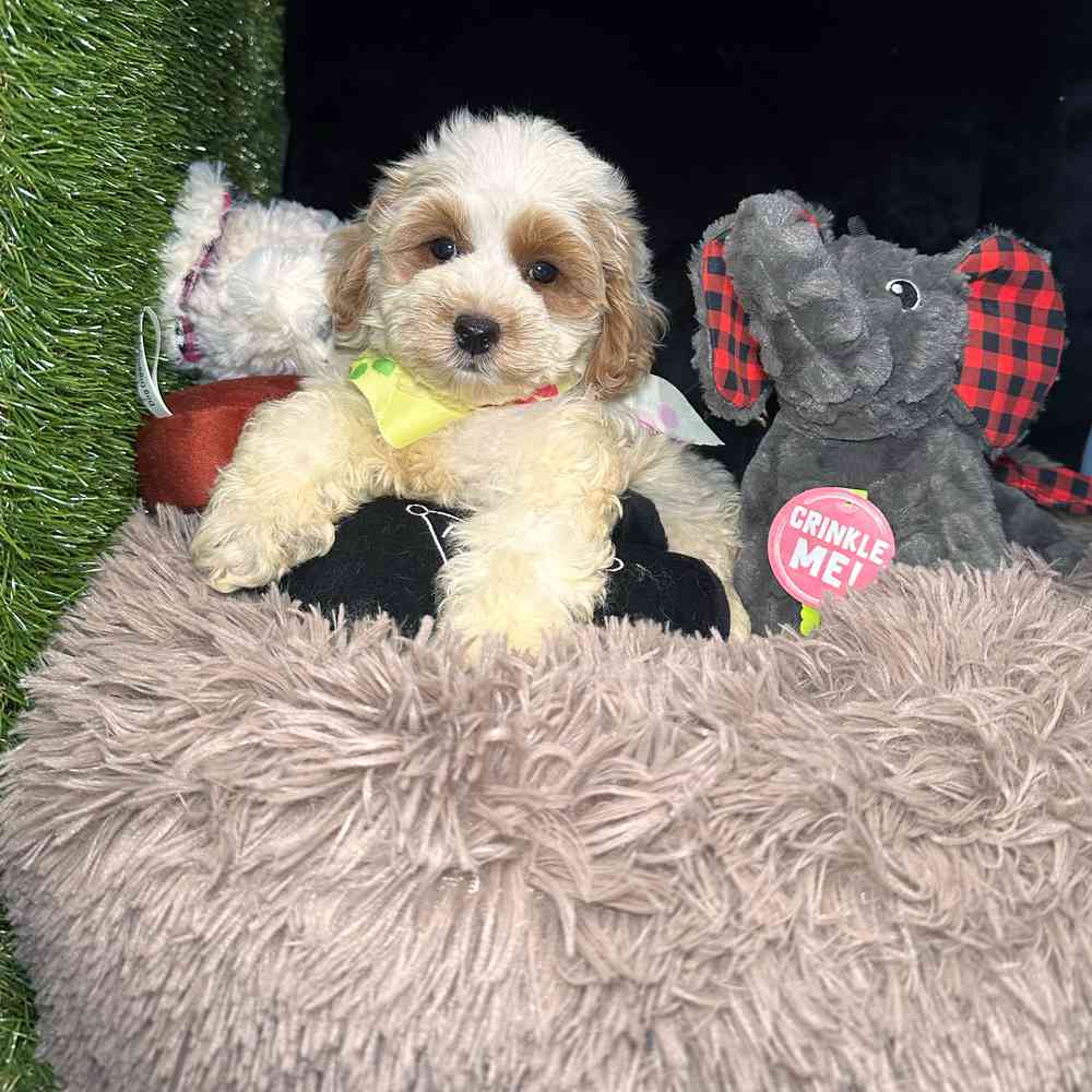 carousel pet images