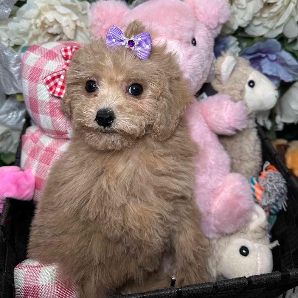 Toy Poodle Breed Info  Toy Poodle Puppies for Sale in NJ